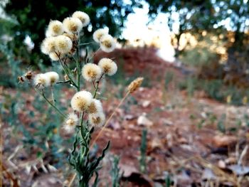 Close-up of flowering plant on field