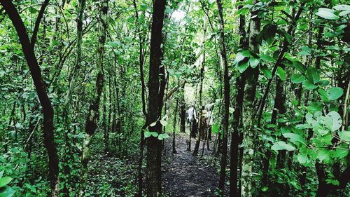 Trees growing in forest