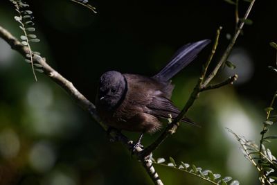 Close-up of bird perching on branch