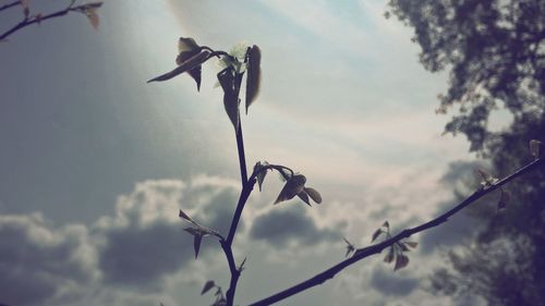 Low angle view of trees against sky