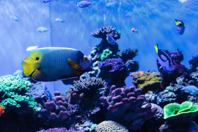 Close-up of fish swimming underwater