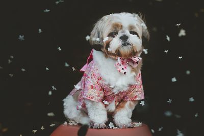 Portrait of dog