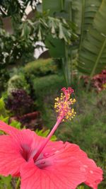 Close-up of pink hibiscus blooming outdoors