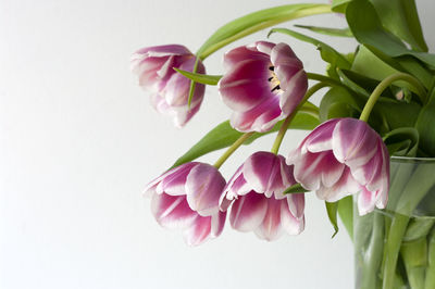 Close-up of pink flowering plant against white background