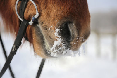 Close-up of a horse