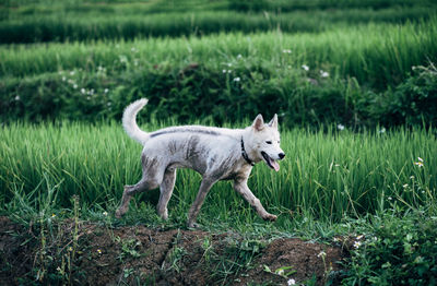 Side view of a dog on field