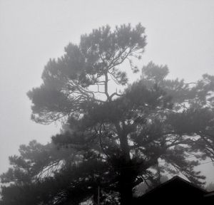 Low angle view of trees against sky