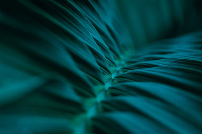 Full frame shot of leaf