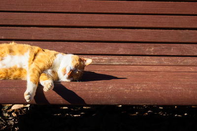 Cat sleeping on bench