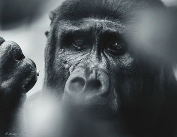 Close-up portrait of monkey