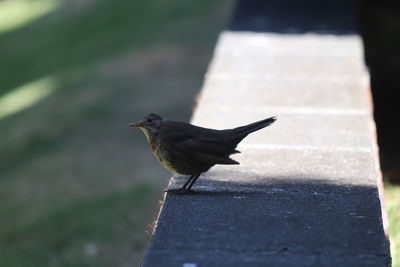 High angle view of bird perching on road