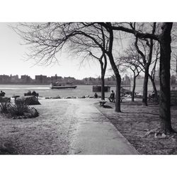 Bare trees in park