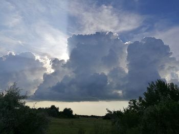 Low angle view of trees against sky