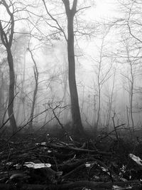 Bare trees in forest