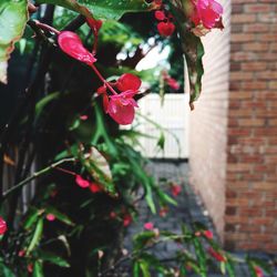 Close-up of red flowers