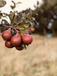 Red pears . pears are pomaceous fruits of the genus pyrus. 