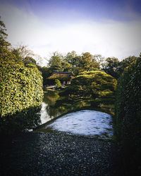 Trees in pond