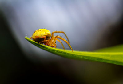 Close-up of insect on leaf