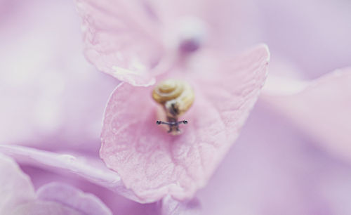 Close-up of insect on pink flower