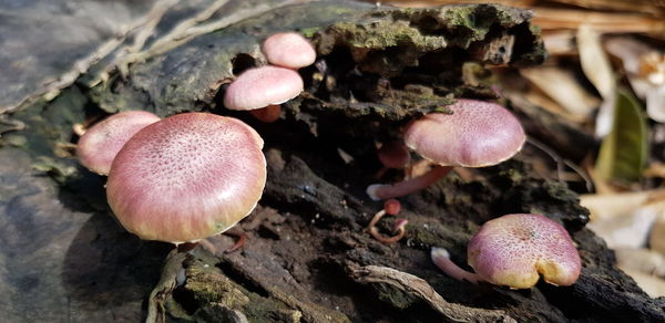 Close-up of mushrooms growing on field