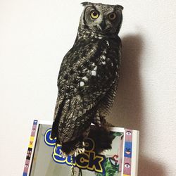 Portrait of owl perching at home