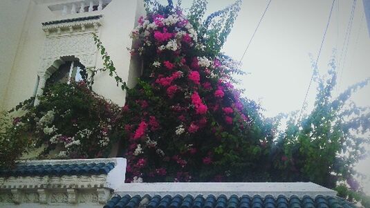 flower, growth, built structure, freshness, architecture, plant, fragility, pink color, low angle view, tree, blooming, nature, beauty in nature, in bloom, blossom, day, petal, outdoors, no people, growing, botany, sky, close-up, focus on foreground