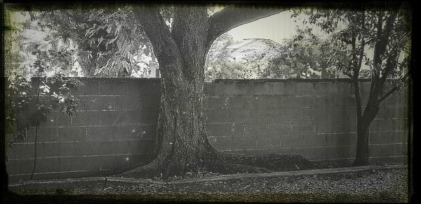 Plants growing in front of wall