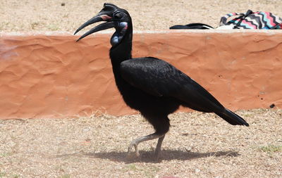 Black bird perching on a land