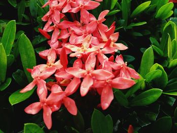 Close-up of pink flowers