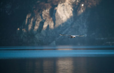 Seagull flying over sea against mountain