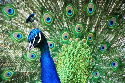 Close-up of peacock