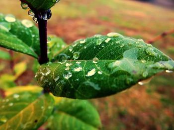 Close-up of water drops on leaf