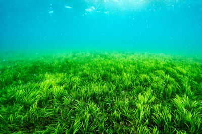Scenic view of sea