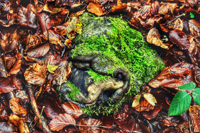High angle view of mushrooms on dry leaves