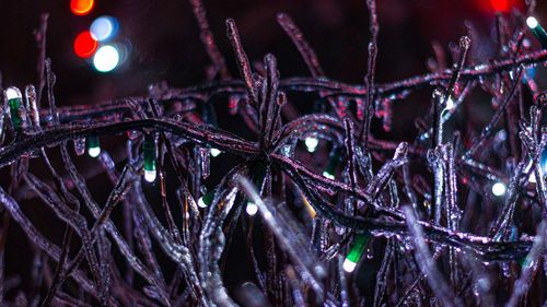 Full frame shot of christmas tree