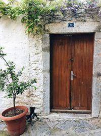 Potted plant by door