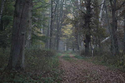 Leaf ridden forest road