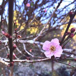 Close-up of pink flowers on branch