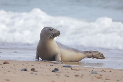 View of animal on beach