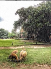 Sheep grazing on grassy field