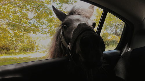Side view of a horse in car