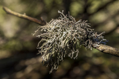 Close-up of dried plant