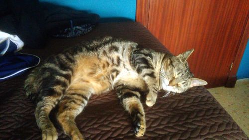 High angle view of cat resting at home