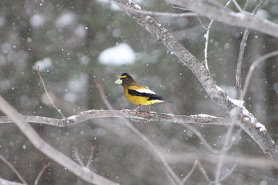 Close-up of bird perching on tree during winter