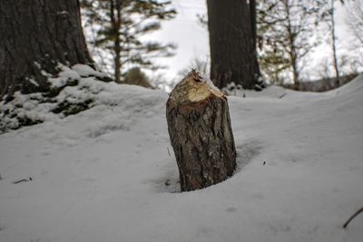 Dead tree on snow covered land