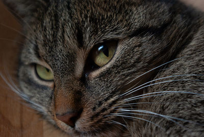 Close-up portrait of a cat