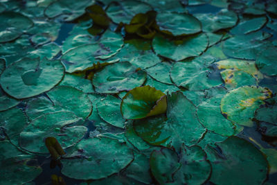 Full frame shot of wet leaves floating on water