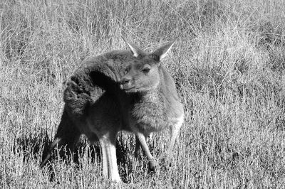 animal