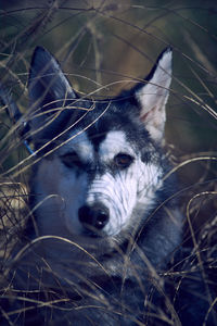 Close-up portrait of a dog