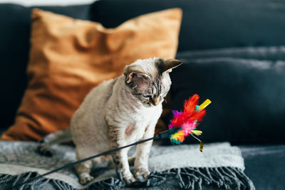 Devon rex cat playing with a feather toy